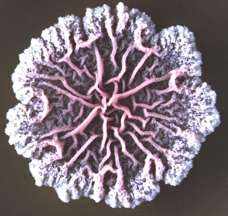 Matters of Activity, R. Hengge